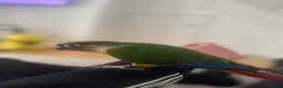 Conures birds for sale: Beautiful Conure SUPER TAME ! - Advert 3