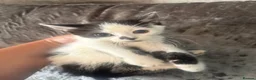 Mixed Breed cats for sale: 5 beautiful kittens for sale in Birmingham - Advert 6