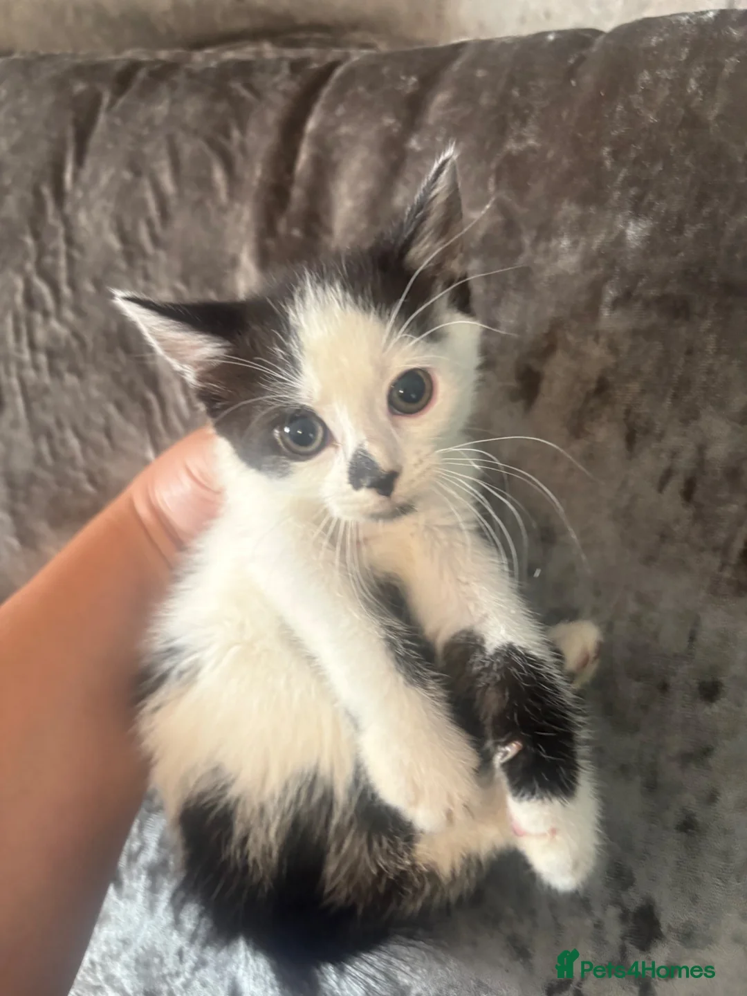 Mixed Breed cats for sale: 5 beautiful kittens for sale in Birmingham - Advert 6
