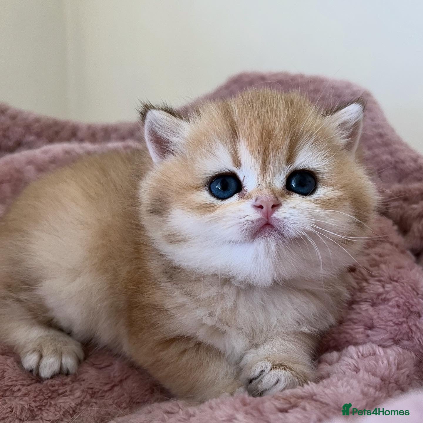 British Shorthair cats Stunning Golden Kittens  - Advert 1