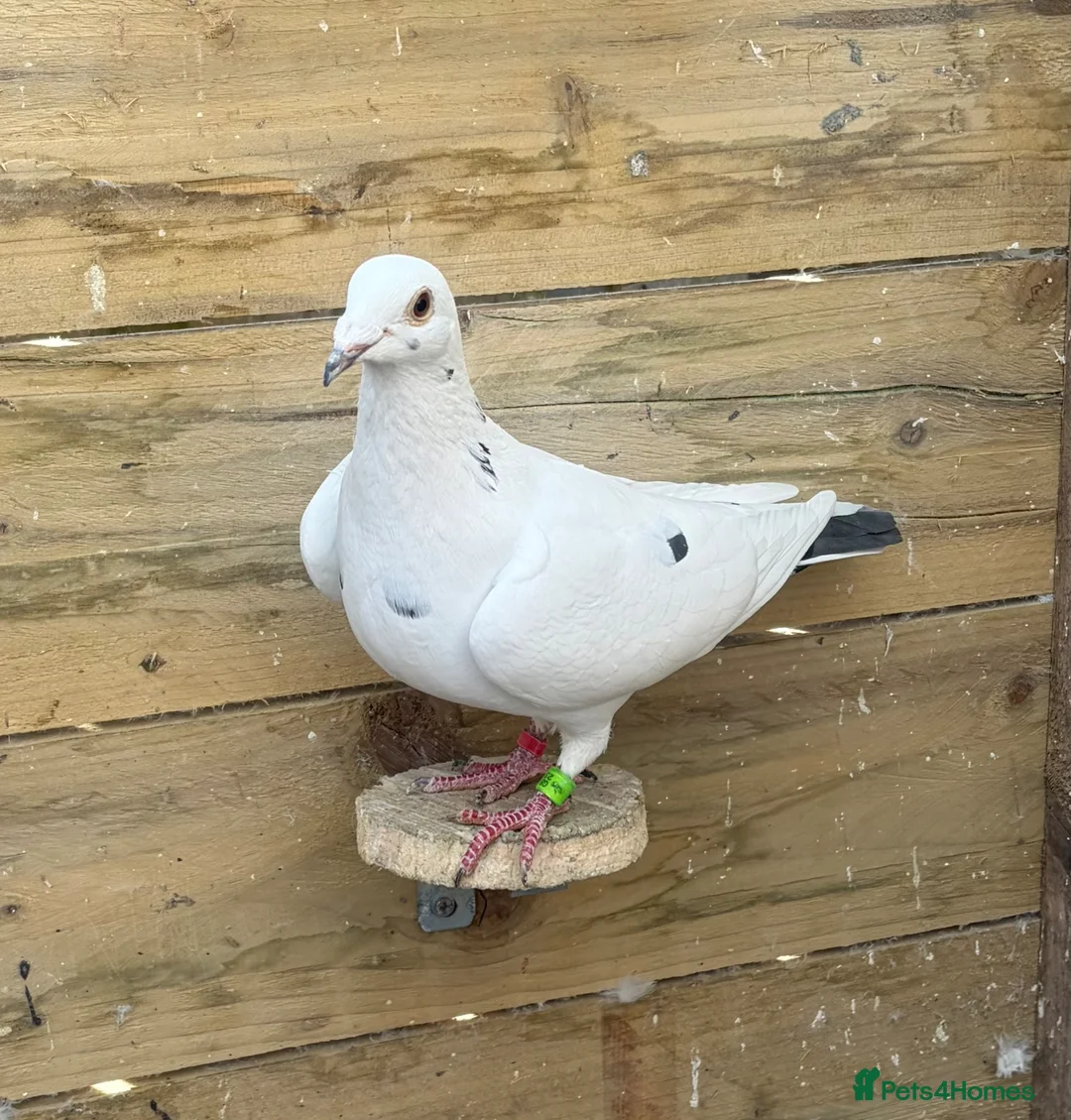 Pigeons birds for sale: Quality Racing pigeons for sale in Glasgow - Advert 2