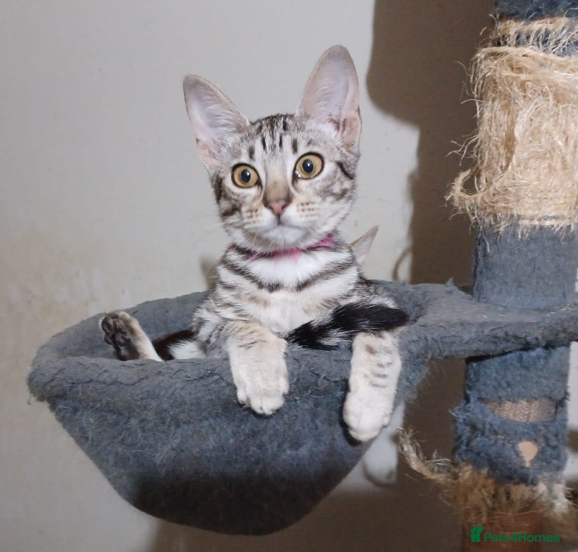 Ocicat cats  GCCF and FIFe registerd Ocicat Kittens - Advert 1