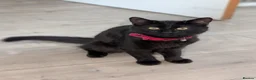Mixed Breed cats for sale: Black male cat for rehoming  - Advert 2