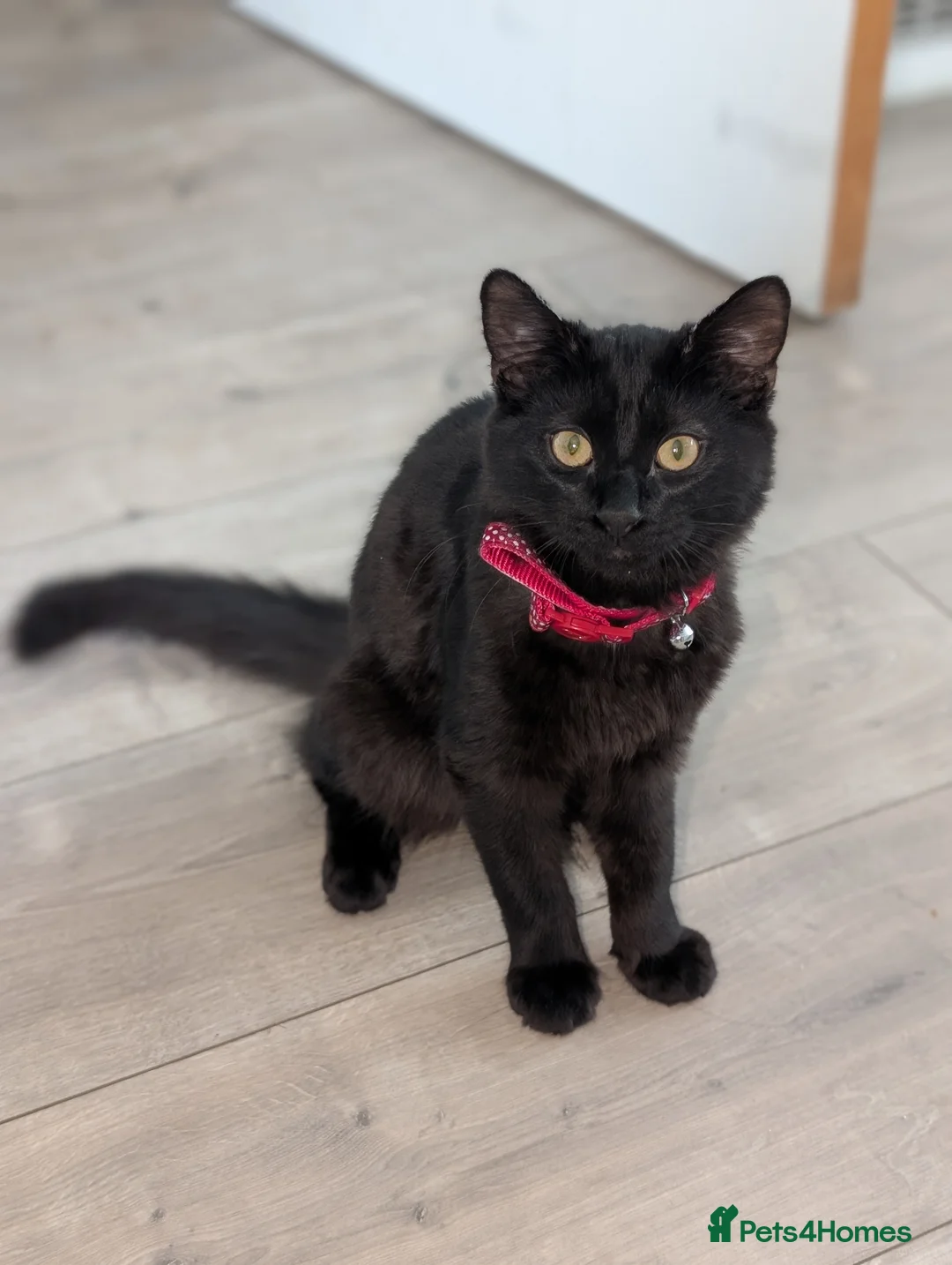 Mixed Breed cats for sale: Black male cat for rehoming  - Advert 2