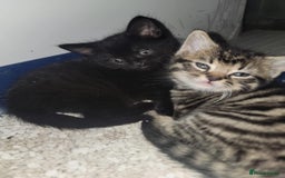 Mixed Breed cats for sale: Beautiful kittens for sale - Advert 24