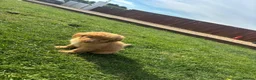 Shih Tzu dogs for sale: Shih Tzu Puppies in Luton - Advert 6