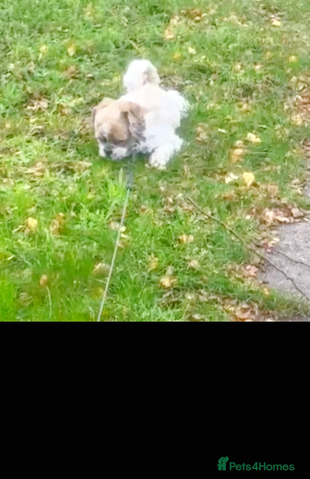 Shih Tzu dogs for sale: Shih Tzu 22 months  in Leominster - Advert 5