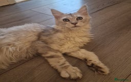 Maine Coon cats for sale:  high Silver smoke maine coon  - Image 10