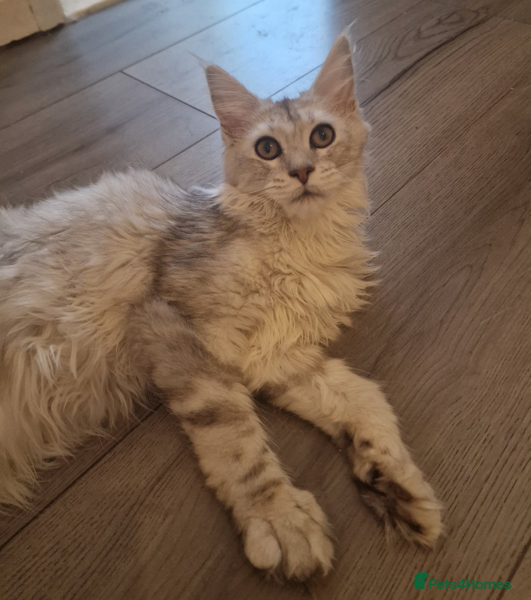 Maine Coon cats for sale:  high Silver smoke maine coon  - Image 10