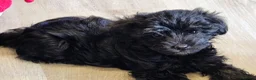 Yorkiepoo dogs for sale:  YORKIEPOOS PUPPIES  FROM LICENSED BREEDER.  - Advert 13