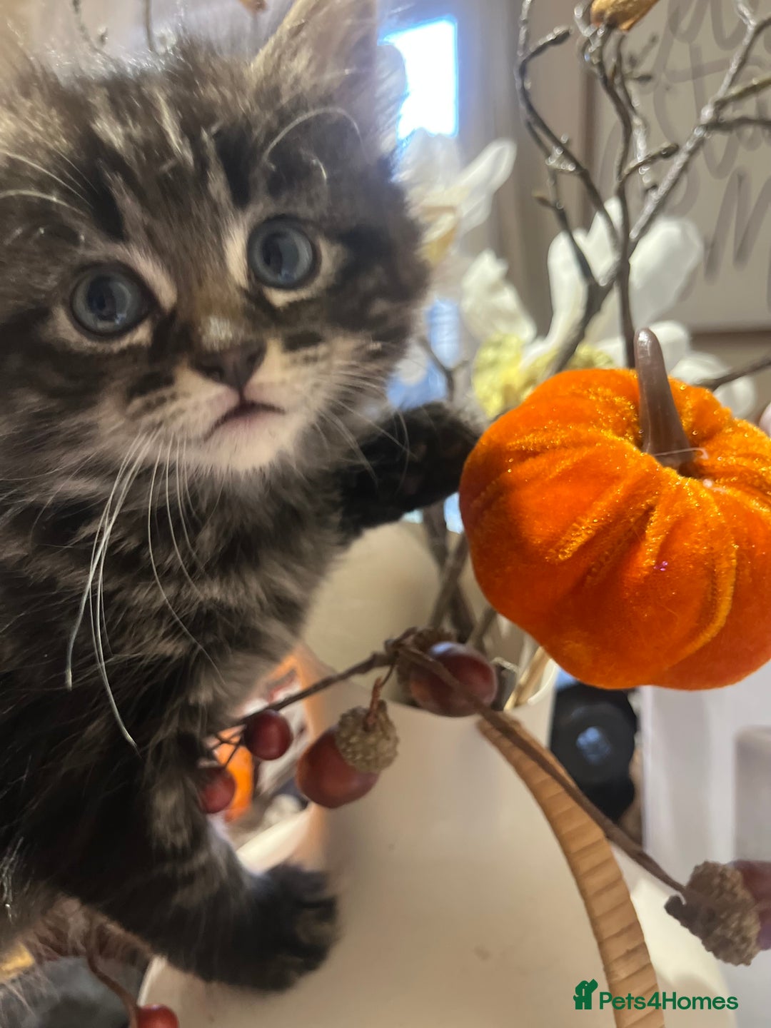 Mixed Breed cats for sale: Girl kitten ready to find forever home - Image 4