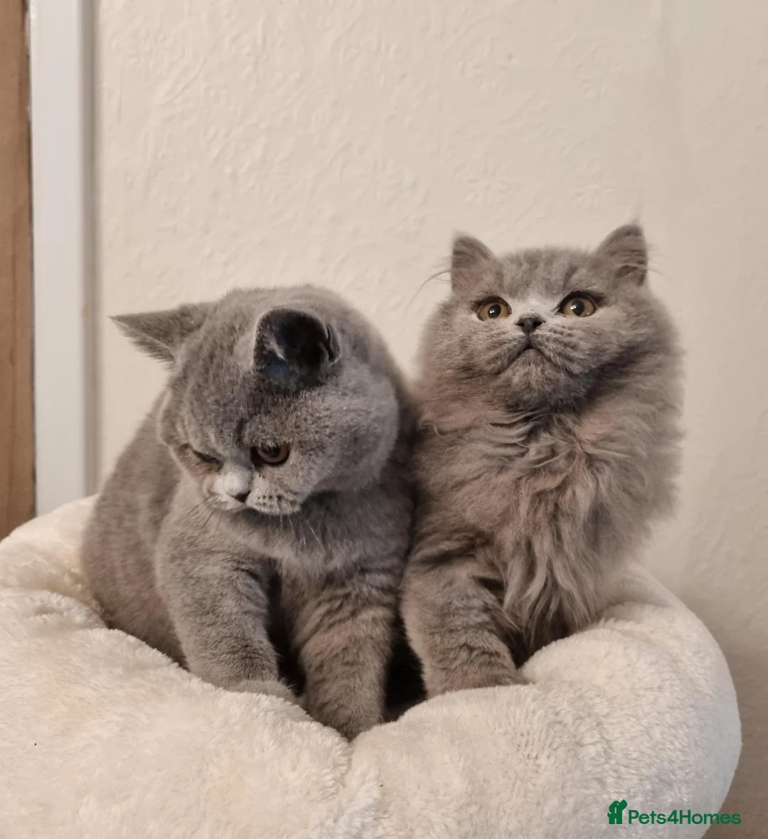 British Longhair cats for sale: Gorgeous Blue Longhair Kitten Neutered  - Advert 11