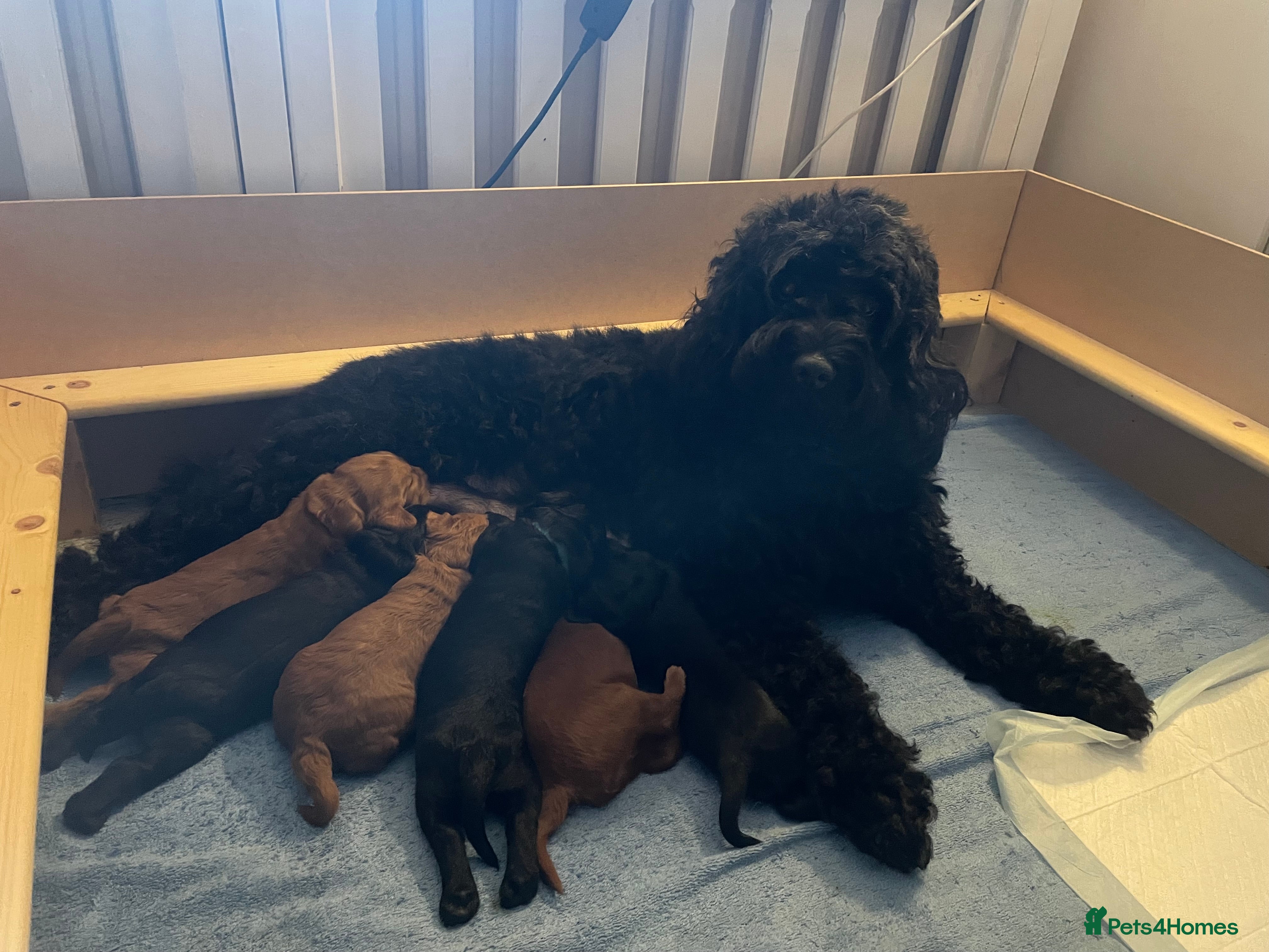 Mixed Breed dogs Beautiful cockapoo litter  - Advert 4