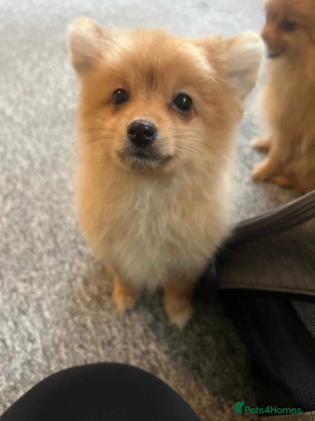 Mixed Breed dogs for sale: The cutest Pups: German & Japanese Pomeranian - Advert 14
