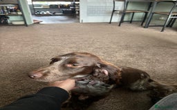 Mixed Breed dogs for sale: 2 year old Husky and 3 year old springer spaniel - Image 8