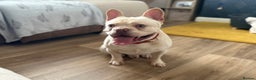 French Bulldog dogs for stud:  French Bulldog Stud 💥 Proven ✅  in Cannock - Advert 5