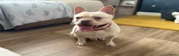 French Bulldog dogs for stud:  French Bulldog Stud 💥 Proven ✅  in Cannock - Advert 5
