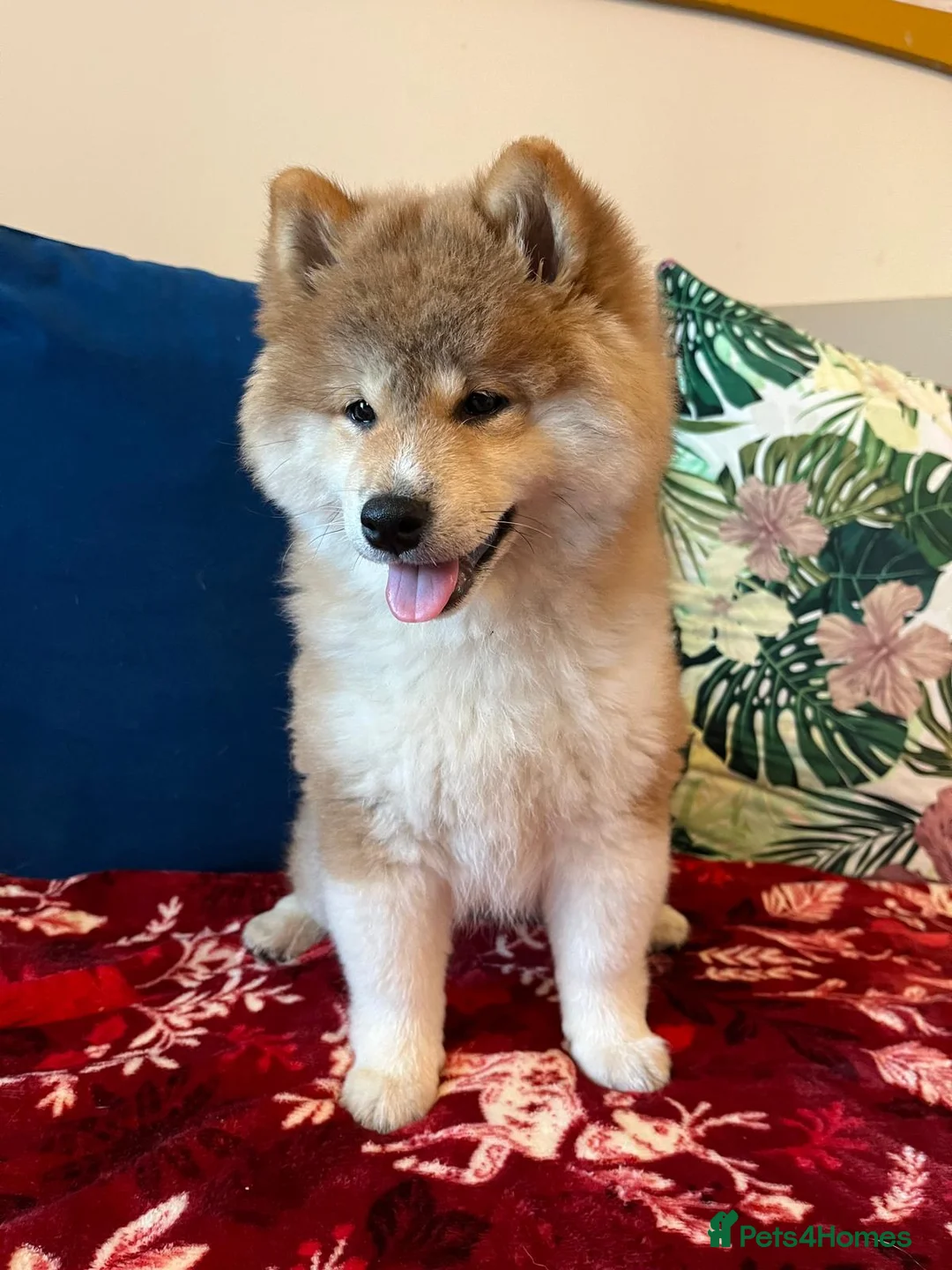 Japanese Shiba Inu dogs for sale: Adorable Japanese Shiba Inu Puppy - Advert 8