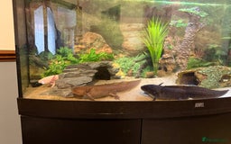 Axolotl reptiles for sale: 3 gorgeous and cute Male axolotls - Image 2