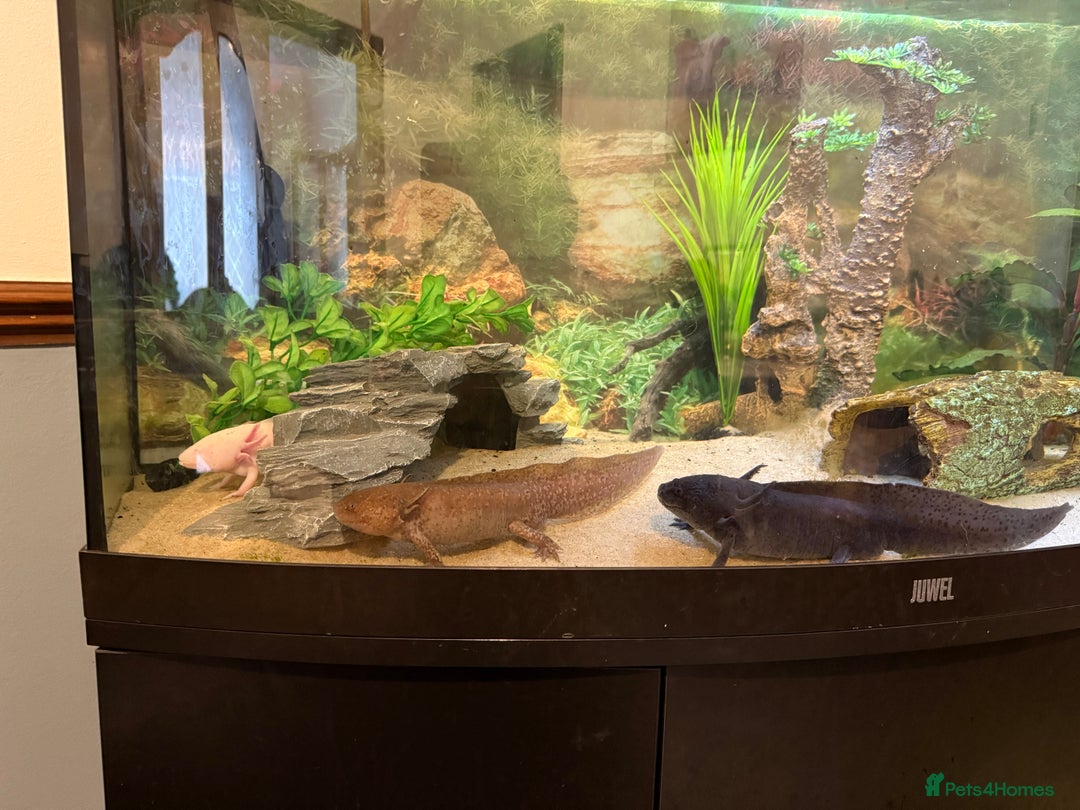 Axolotl reptiles for sale: 3 gorgeous and cute Male axolotls - Image 2