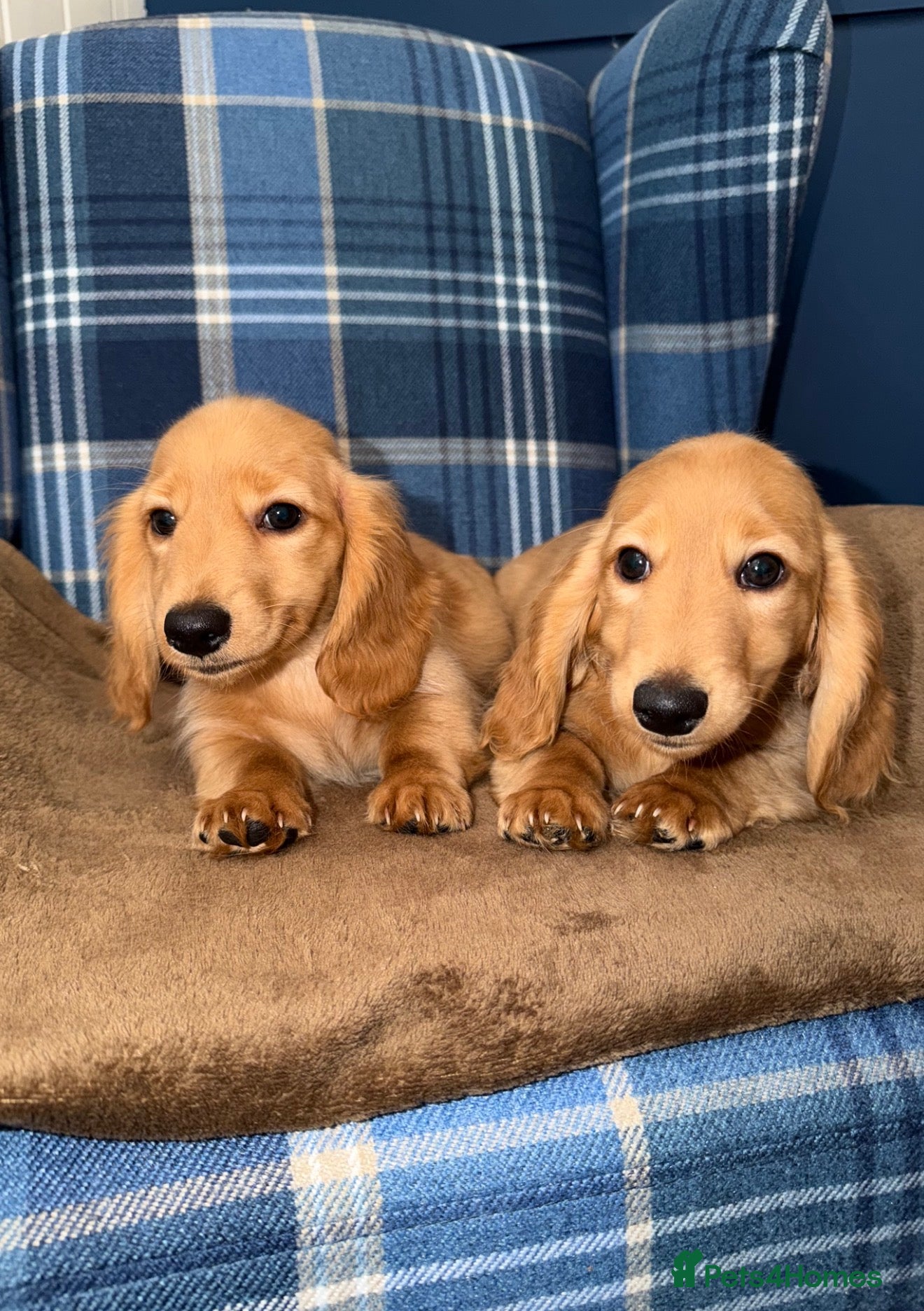 Miniature Dachshund dogs 🧡💛Stunning Longhaired Dachshund Puppies💛🧡 - Advert 1