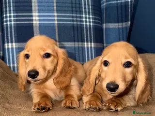 Miniature Dachshund dogs 🧡💛Stunning Longhaired Dachshund Puppies💛🧡 - Advert 1