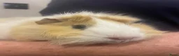 Guinea Pig rodents for sale: 3 Male Guinea pigs - Advert 7