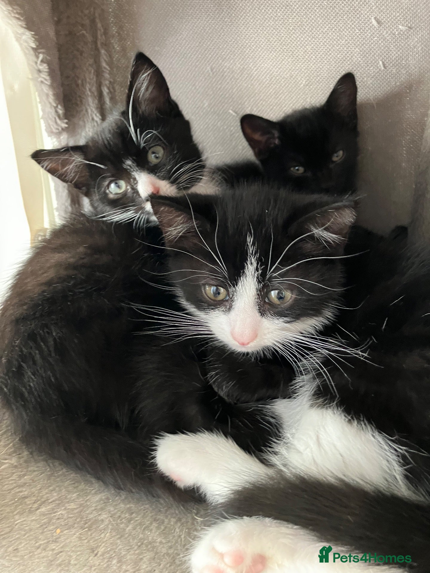 Mixed Breed cats 4 adorable farm rescues looking for loving homes - Advert 12