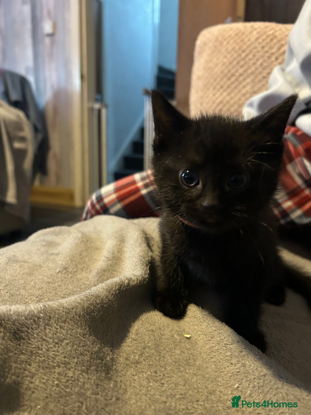 British Shorthair cats for sale: 2 kittens available again - Advert 4