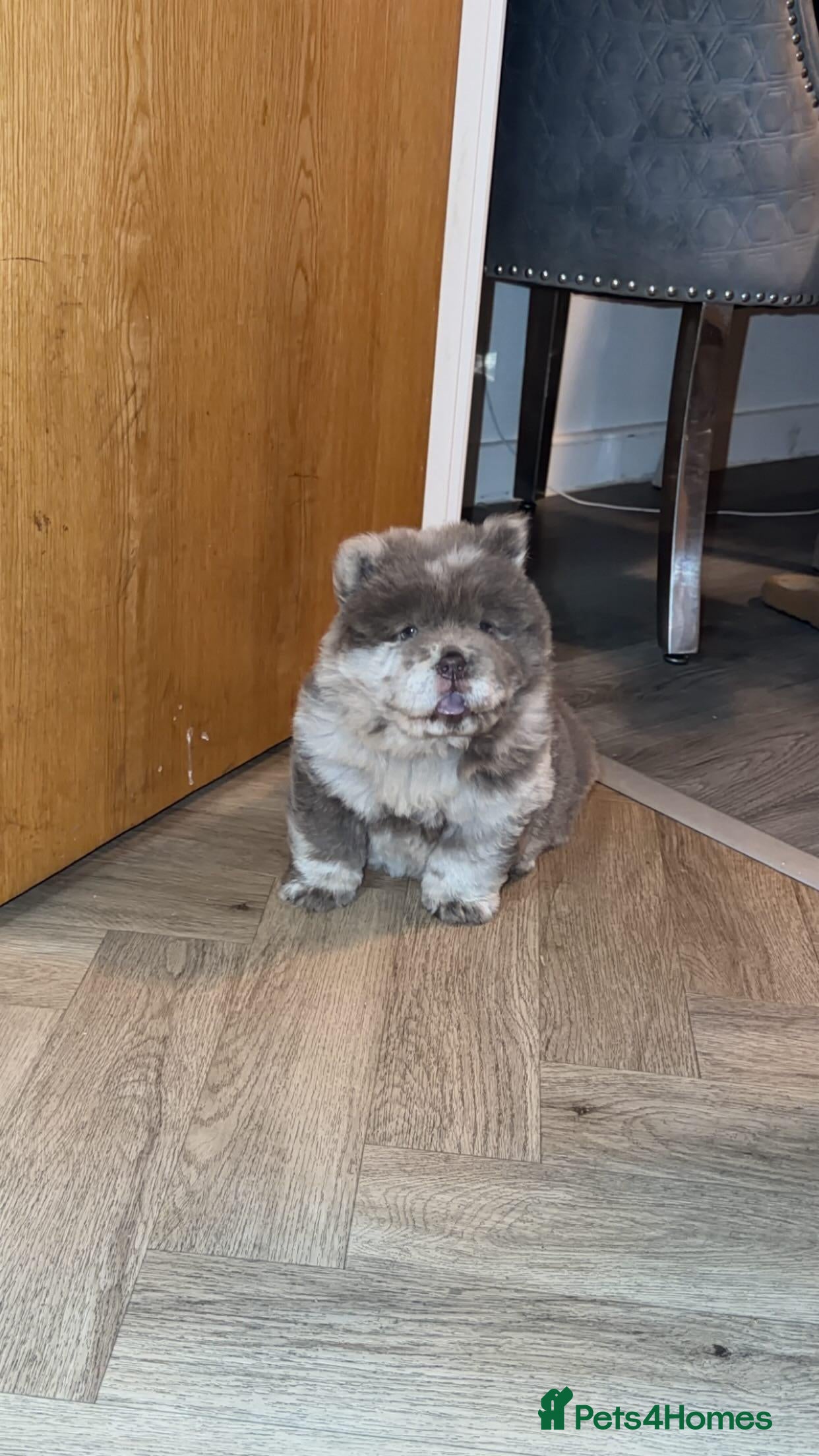 Chow Chow dogs Chow Chow female Puppy Kc Reg - Advert 4