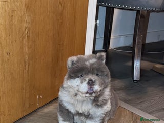 Chow Chow dogs Chow Chow female Puppy Kc Reg - Advert 1
