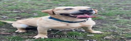 Labrador Retriever dogs for sale: 6 Gorgeous KC Labrador Pups  - Advert 6