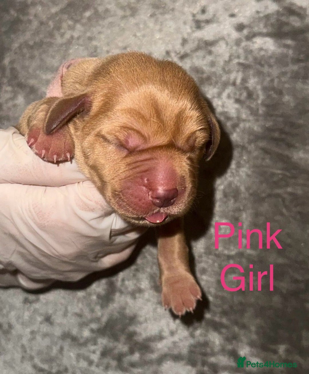 Labrador Retriever dogs for sale: Stunning Labrador Puppy's ( 4 girls, 3 boys ) - Image 3