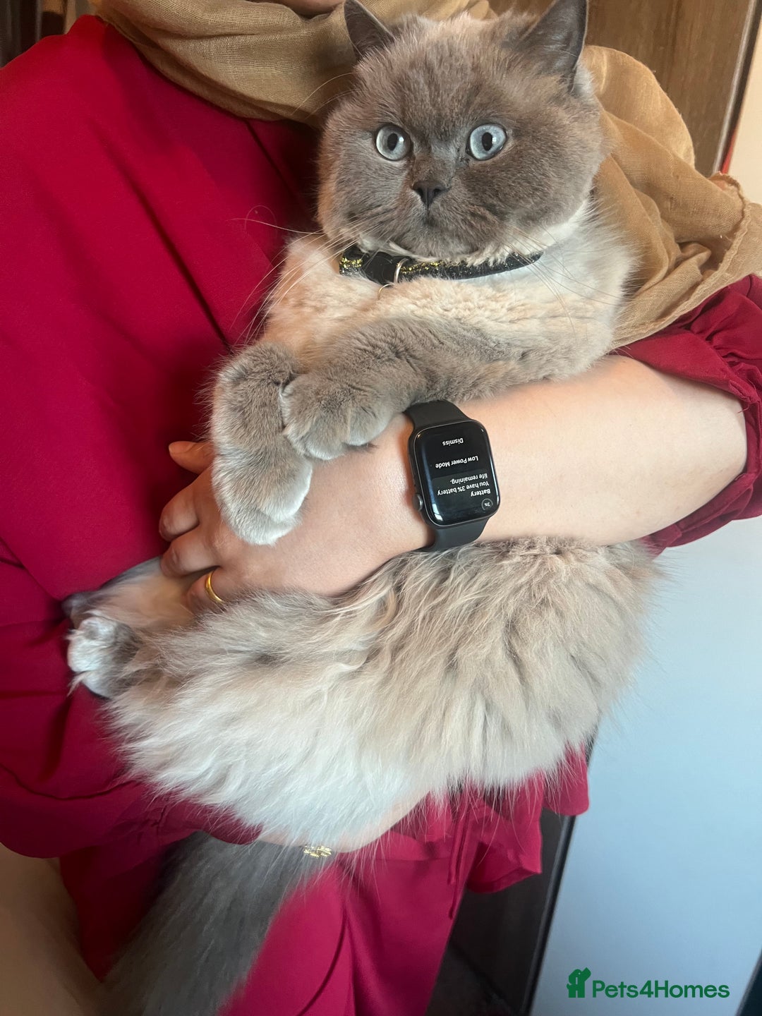 Ragdoll cats for sale: British short hair and Ragdoll mix  - Image 1