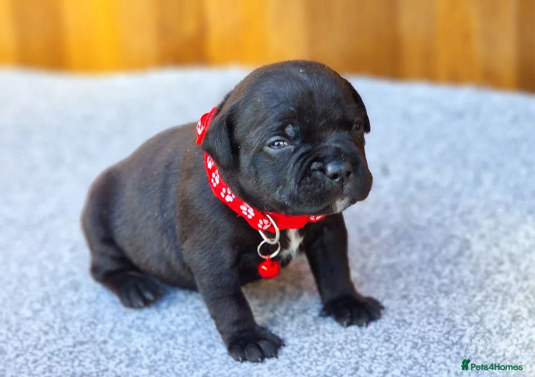 Staffordshire Bull Terrier dogs for sale: Solid Black Staff Puppies short & stocky Type  - Advert 1
