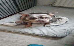 Shorty Bull dogs for sale: Pocket bully - Image 5