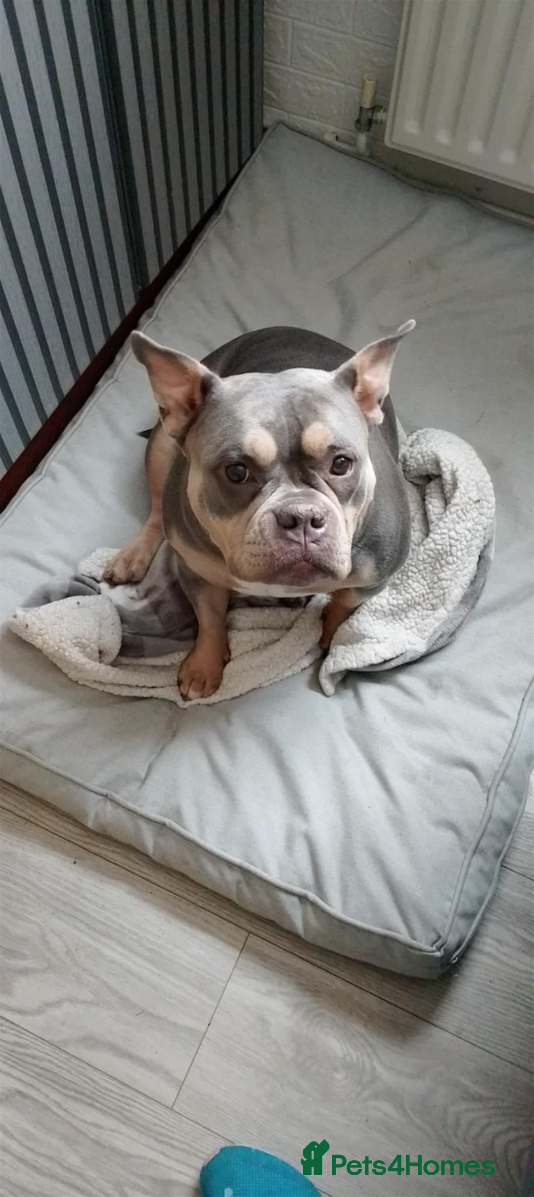 Shorty Bull dogs for sale: Pocket bully - Image 5