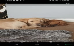 Labrador Retriever dogs for sale: X2 male x3 bitch lab pups  - Image 9
