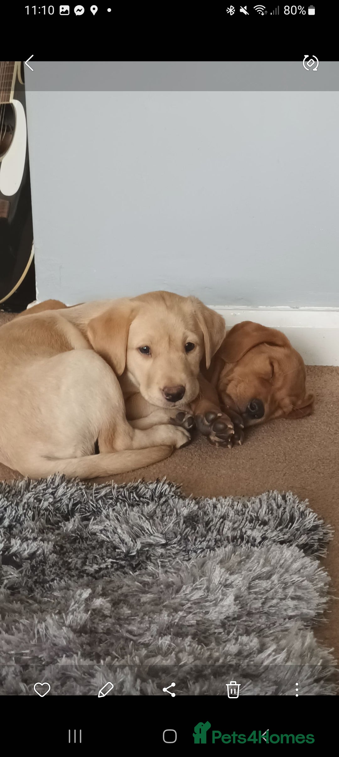 Labrador Retriever dogs for sale: X2 male x3 bitch lab pups  - Image 9
