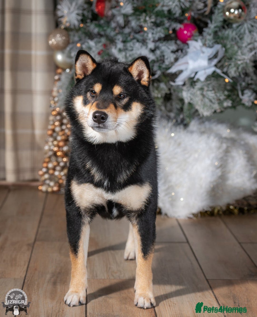 Japanese Shiba Inu dogs for sale: Beautiful Cream Shiba Inu boy for sale  - Image 4