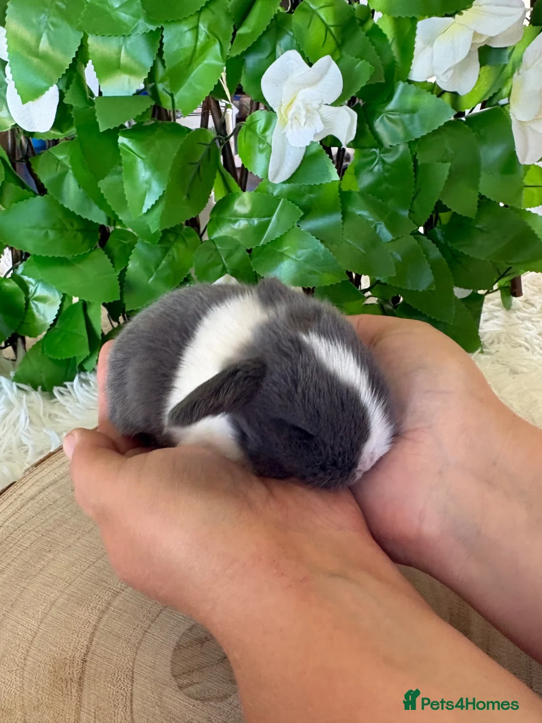 Mini Lop rabbits for sale: Pure bred miniature lop bunnies - Advert 9