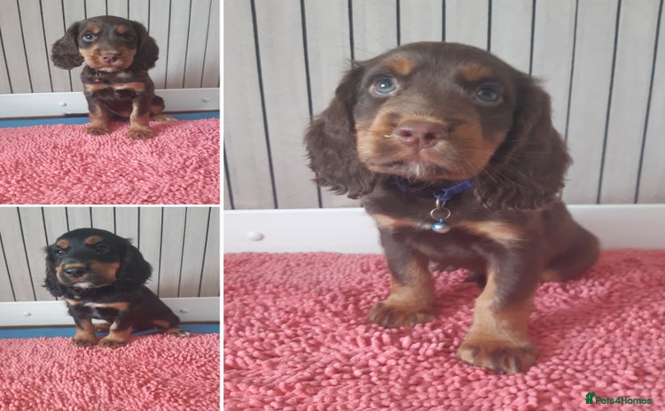 Cocker Spaniel dogs - Advert 14