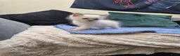 Ragdoll cats for sale: Blue Eyed Ragdolls FOR SALE - Advert 4
