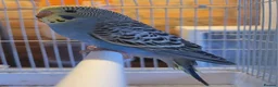 Budgerigars birds for sale: Baby Budgies (no offers) - Advert 18