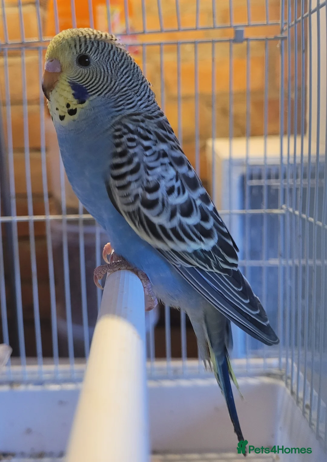 Budgerigars birds for sale: Baby Budgies (no offers) - Advert 18