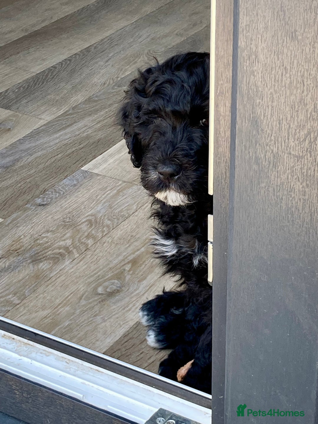 Portuguese Water Dog dogs for sale: Portuguese water dog - Image 3