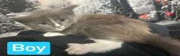 Maine Coon cats for sale: TICA Registered Maine Coon Kittens Polydactyl.  - Advert 7