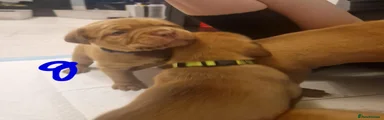 Dogue De Bordeaux 5
