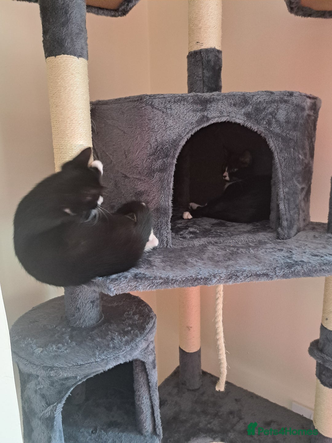 Mixed Breed cats for sale: 2 brothers must stay together - Image 1