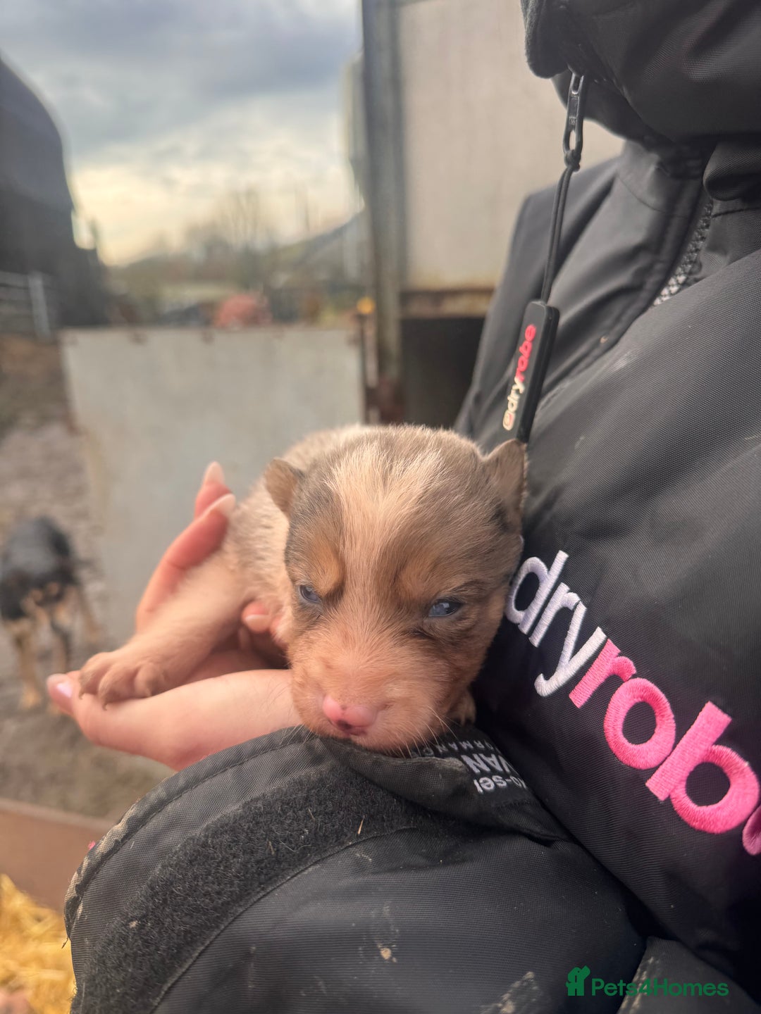 Border Collie dogs for sale: Blue merle collies - Advert 16